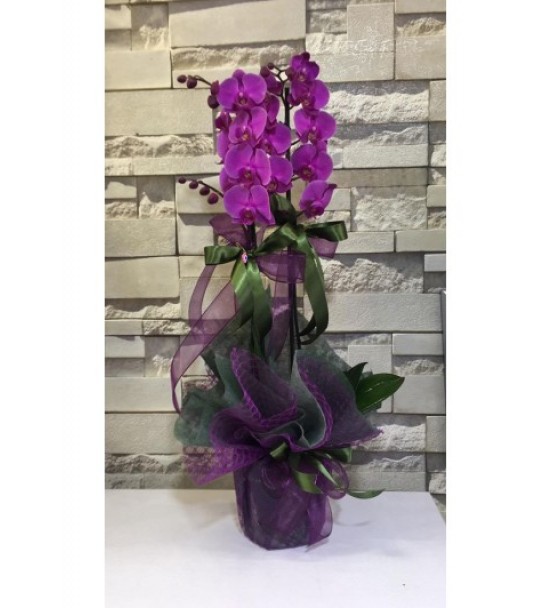 Üç Dallı Mor Orkide