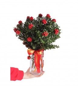 Yılbaşı Çiçeği Şeffaf Cam Vazoda Kokina Aranjman