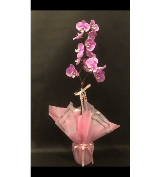 Tek Dallı Pembe Orkide